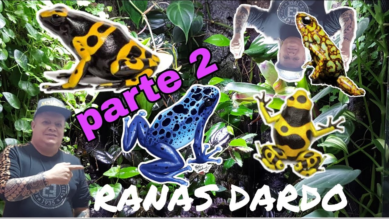 COLECCION DE RANAS DARDO FROG ROOM