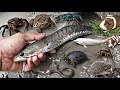 Amazing! Menangkap ikan lele besar dalam lubang ada banyak hewan kura-kura, belut, dan landak