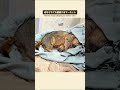 Deep Sleeping Marmot vs. Fast Running Marmot #shorts #marmot #mamochi #omochi