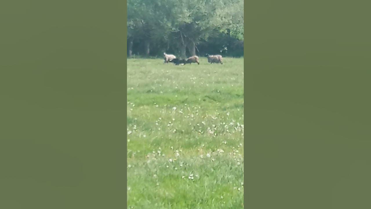 вівці і лай собак - YouTube