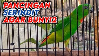 PANCINGAN SERINDIT AGAR BUNYI - SERINDIT GACOR