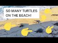 Over 15 turtles on this Maui beach! See the turtle beach of Maui - Hookipa Beach turtles