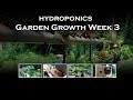 Hydroponics Gardening with Automatic Watering System Flood &amp; Drain - Week 3