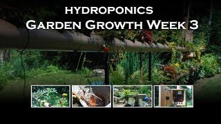 Hydroponics Gardening with Automatic Watering System Flood &amp; Drain - Week 3
