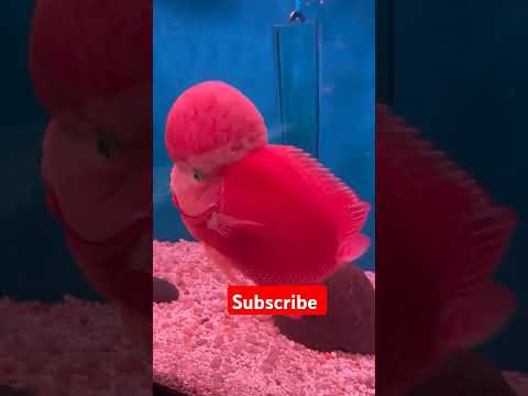 Flowerhorn Fish Tamil Viralvideo Fishing Aquarim Trendingshorts Fish Aquariam