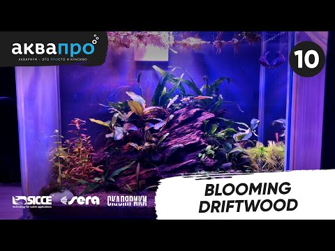 Видео: 10. Blooming driftwood #АкваПро