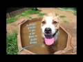 SpunkyBrewster - adoptable dog at ACCT Philly SpunkyBrewster - adoptable dog at ACCT Philly