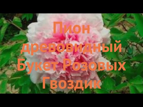 Пион древовидный Букет Розовых Гвоздик 🌿 обзор: как сажать, саженцы пиона Букет Розовых Гвоздик