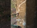 Why do they cut the bark off trees?