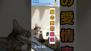 猫の愛情表現