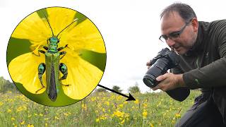 How to Photograph Insects in the Field: In Natural Light (Canon EF 100mm F/2.8 Macro Lens) screenshot 2