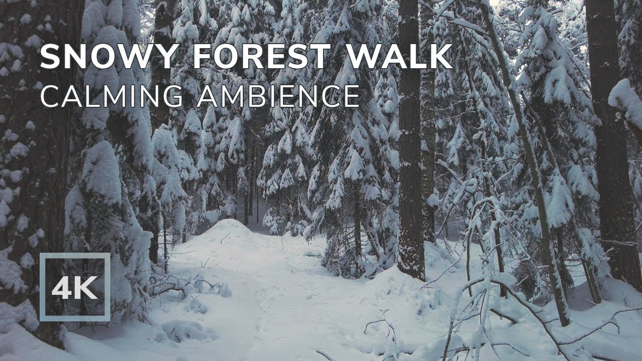 Walking in Snowy Forest | Calming Winter Ambient | 1 Hour | 4K