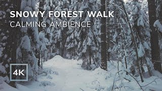 Walking In Snowy Forest  Calming Winter Ambient  1 Hour  4k