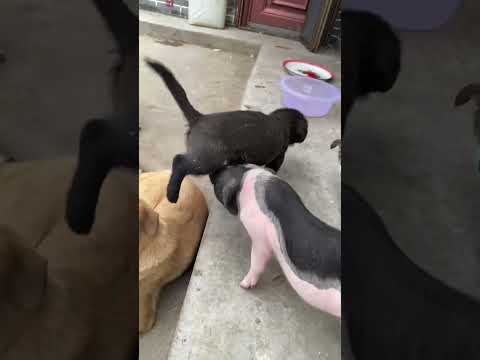 A little pig