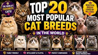 Top 20 Most Popular Cat Breeds in the World 🐱 | Most Loved Cats
