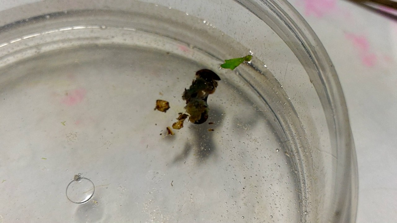 Noteridae 方胸龍蝨科