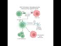 CD27 Activation: Strengthening the Immune Army Against Cancer