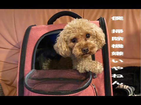 京都探犬隊 トイプードル 掃除機が嫌いすぎて 戦う小太郎 Youtube