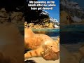 We got laid out... #arksurvivalascended #memes #funny #arksurvivalevolved