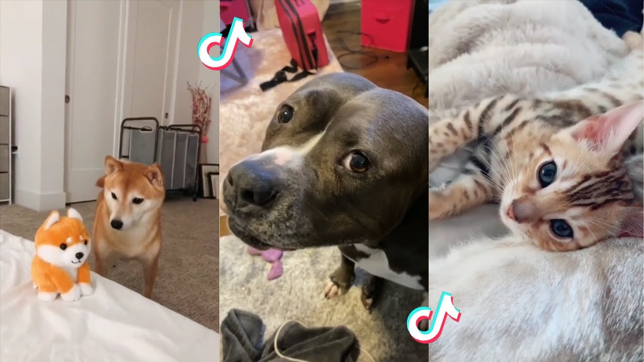 Cutest Pets on TikTok that Make Your Day😍😘 - YouTube