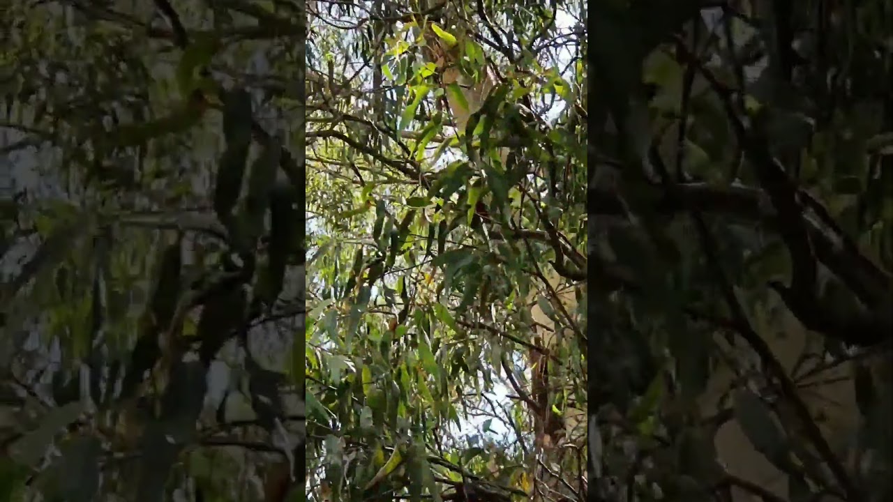 Spotted a lovely crimson rosella in the forest 