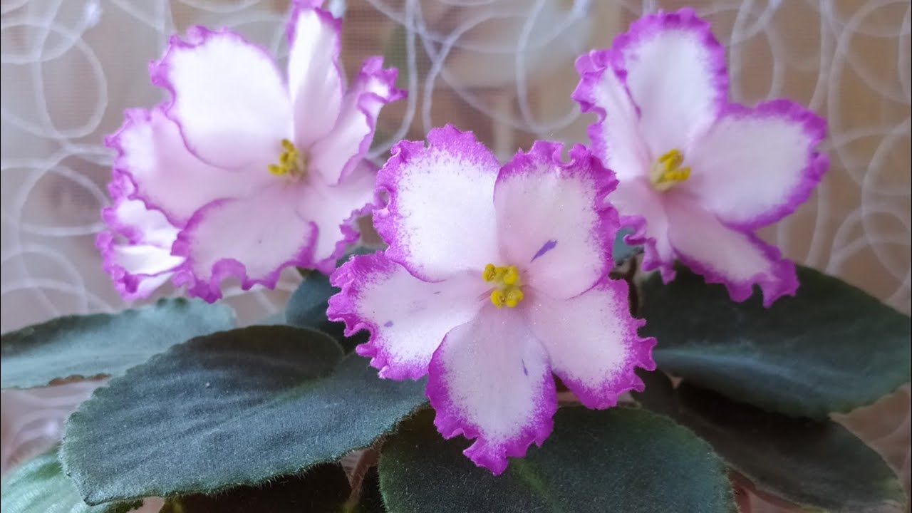 Неподражаемая гламурная киска Antea