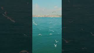 1-Minute Istanbul Tour | City Life in the Heart of Turkey – #Shorts 7