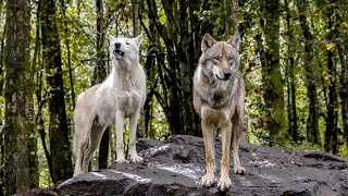 Celebrity Gray Wolf Survival Secrets | Wolf Adaptations in Harsh Environment Profile
