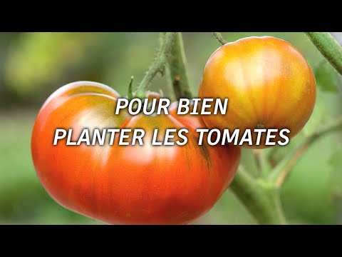 Comment bien planter les tomates