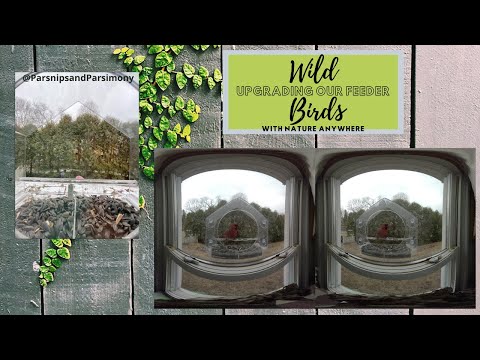 Upgrading Our Window Feeder | Nature Anywhere