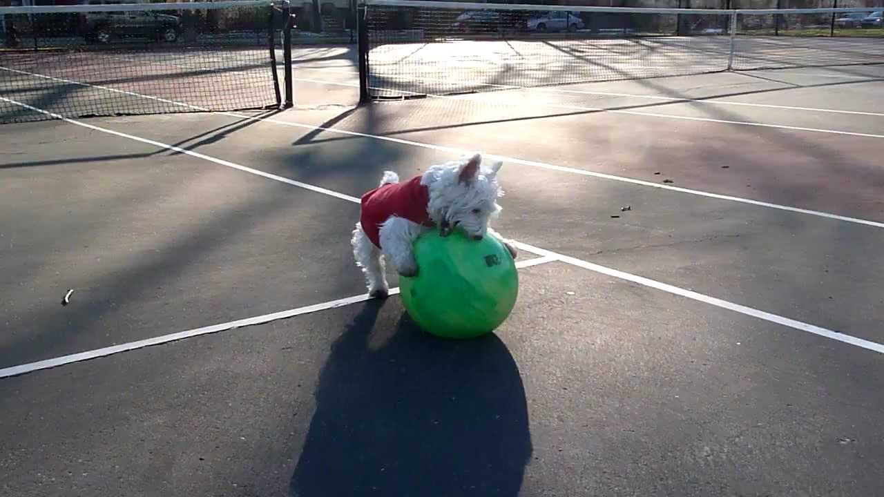 Westie And His Green Ball