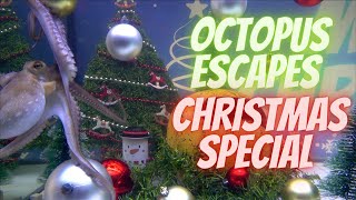 Octopus Escapes - Christmas Special - Episode 5 by Octolab TV 14,498 views 3 years ago 4 minutes, 22 seconds