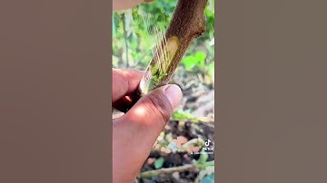 Chi tiết kỹ thuật chiết ghép cây đào ăn quả