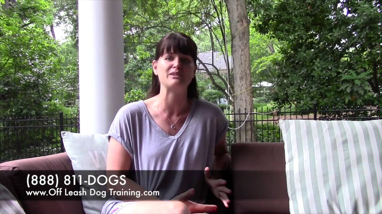 Raleigh The Plott Hound Off Leash Dog Training Video Testimonial YouTube