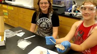 SSW8 Anatomy and Surgical Techniques -  Dissection Day!