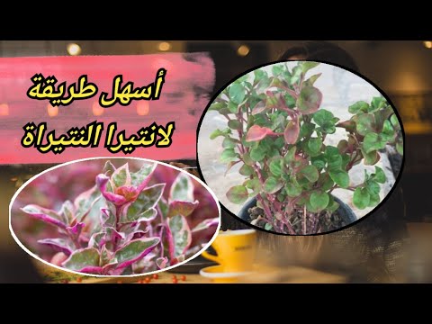 طريقة زراعة ألترنا تثيرا التيرة لانتيرا 