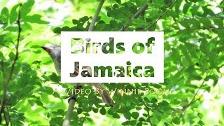 Birds of Jamaica