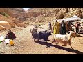 Nomadic lifestyle of iran