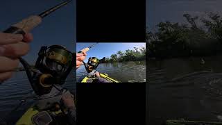 Redfish on a Zman Scented Jerk ShadZ! #fishing #outdoors #kayak #florida #fish #shorts