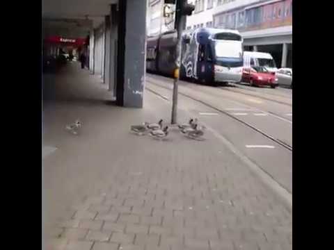 Deutsche Enten warten an der Ampel👌👌