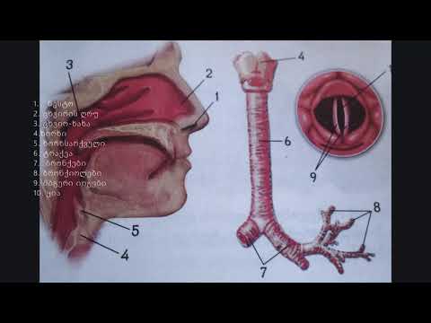 სუნთქვაა