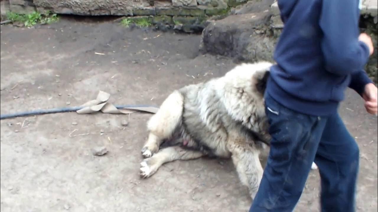 кавказская овчарка. немецкая овчарка волкодав. волкодав против алабая. северокавказская овчарка. видео про кавказца.