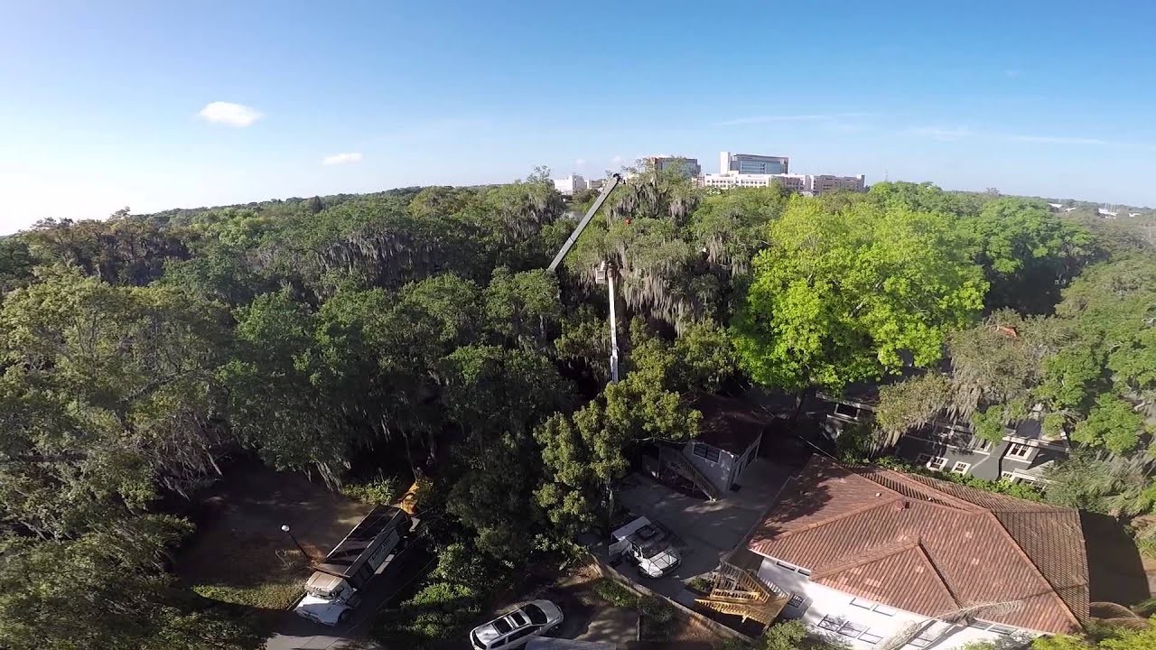 A Budget Tree Service YouTube