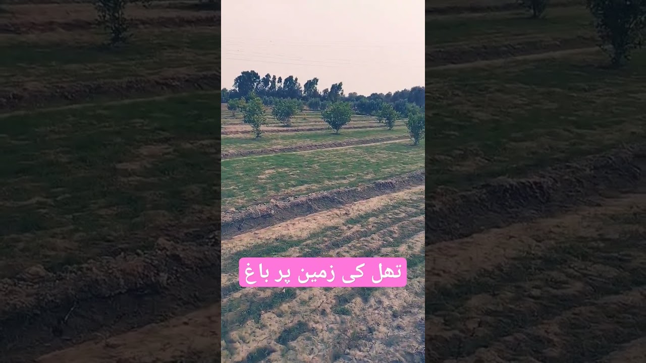 thal ki achi zameen