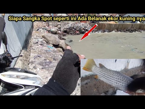 Bravo Gede