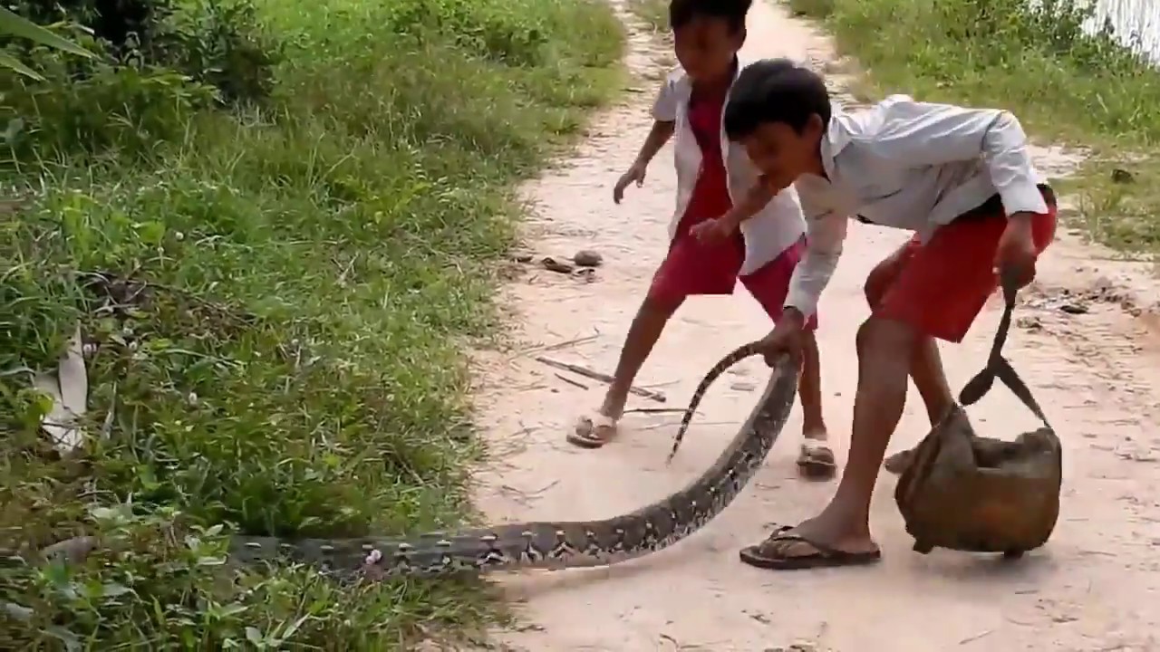 Wow Amazing Village Boys Catch Big Snake On The Road
