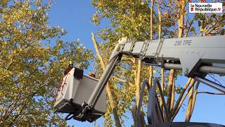 VIDÉO. Châtellerault : un platane du quai du 11 Novembre abattu