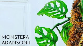 Things No One Will Tell You About Monstera Adansonii | Swiss Cheese Plant