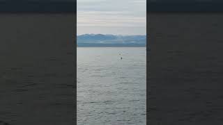 PANORAMA Gorgeous calm winter morning at Cape Roger Curtis | Bowen Island | Wave Sounds 🌊