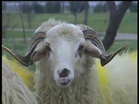 Hangi Hayvanlar Kurban Olarak Kesilir
